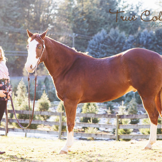 Horse Maternity